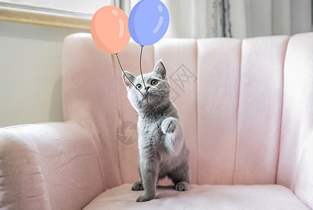 玩气球的猫咪图片