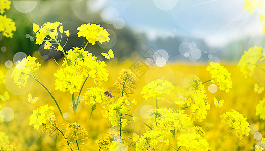 油菜花背景春天油菜花花朵设计图片