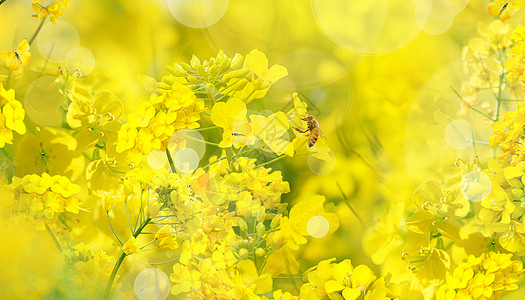 春天油菜花花朵图片