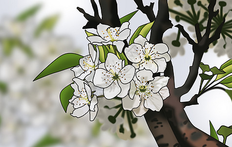 小梨花插画_小梨花卡通_小梨花插图_手绘_板绘_摄图网