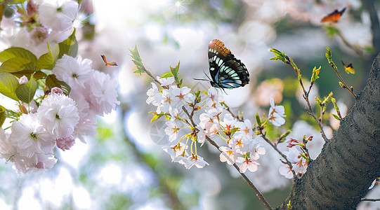 春暖花开蓝色风景高清图片