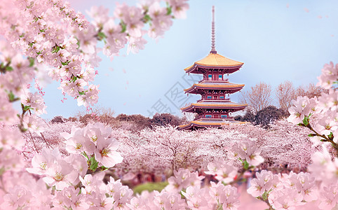 樱花盛开的春天背景图片