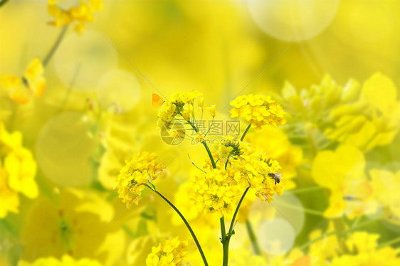 油菜花图片