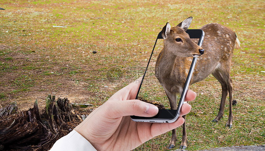 手机里的小鹿图片