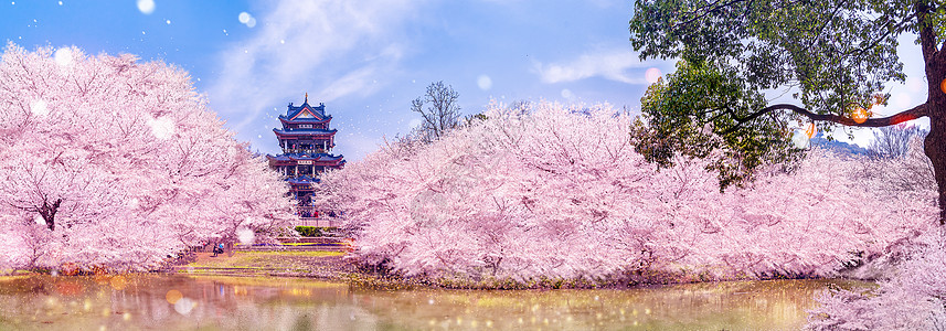 樱花季公园里的樱花设计图片