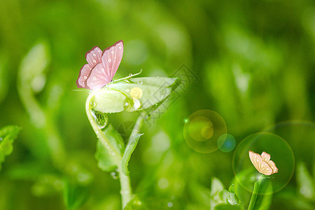 精灵的时间接露水的花仙子高清图片