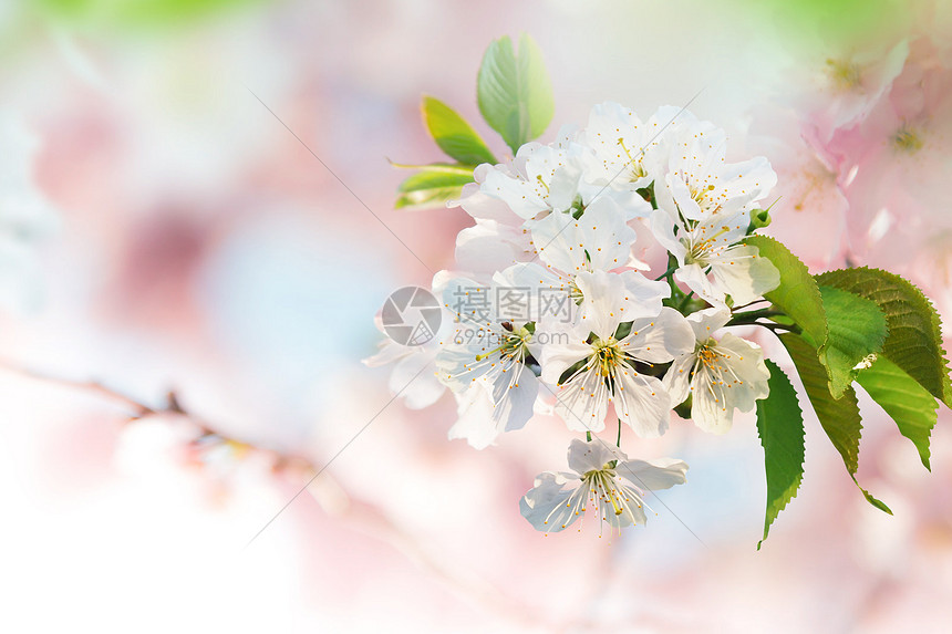 白色的樱花图片