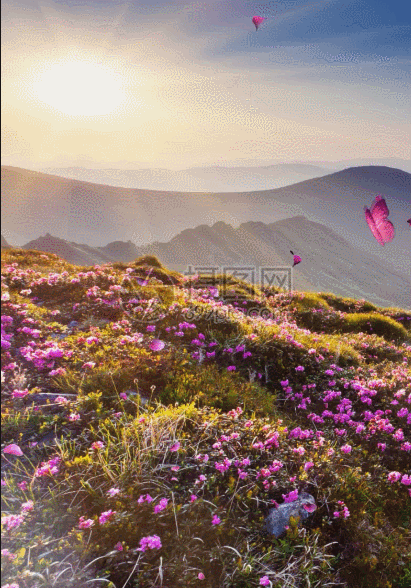 唯美映山红h5动态背景