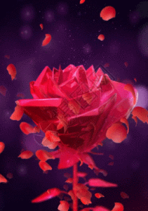 免费下载         收藏成功 vrf高清图片 玫瑰花花瓣