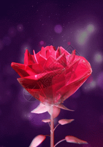 免费下载         收藏成功 vrf高清图片 玫瑰花花瓣