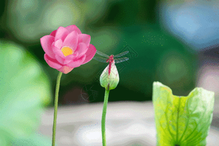 荷花蜻蜓gif图片