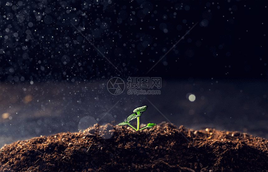 生长的植物gif