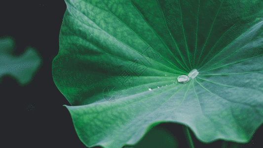 雨天上班荷叶露水水珠gif高清图片