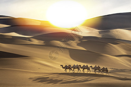 沙漠驼队沙漠骆驼设计图片