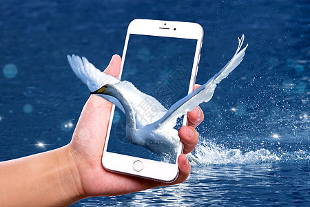 手机里的天鹅背景图片
