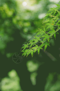 树枝特写叶子背景虚化绿色环境清新gif高清图片