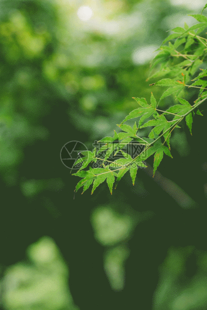 背景 壁纸 绿色 绿叶 树叶 植物 桌面 414_620 竖版 竖屏 手机 gif