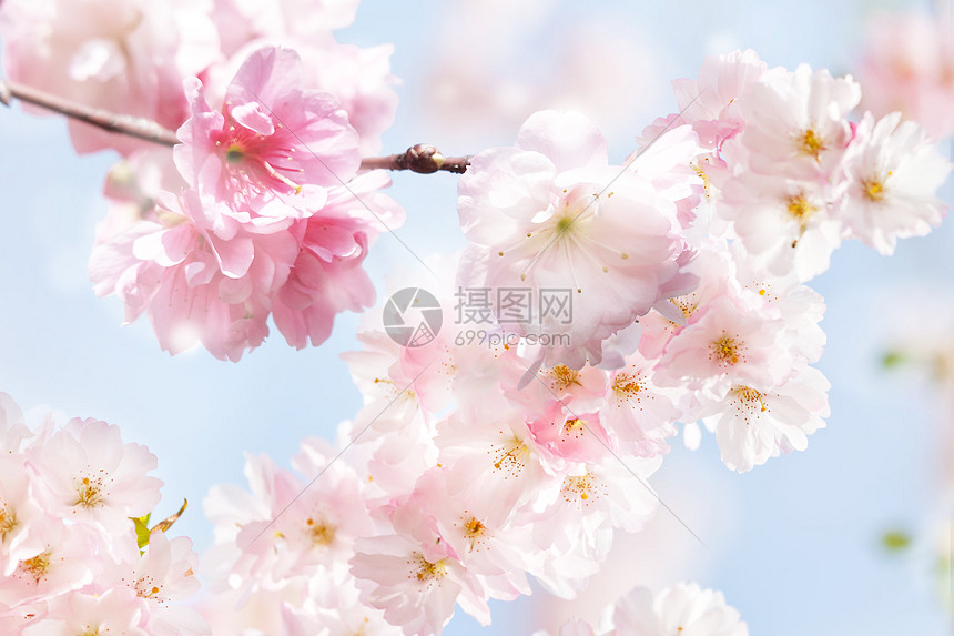 春天浪漫花季图片