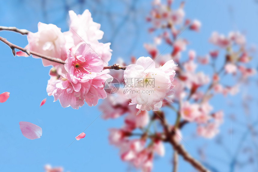 春天浪漫樱花图片