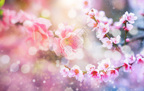 花卉树木春天花朵设计图片