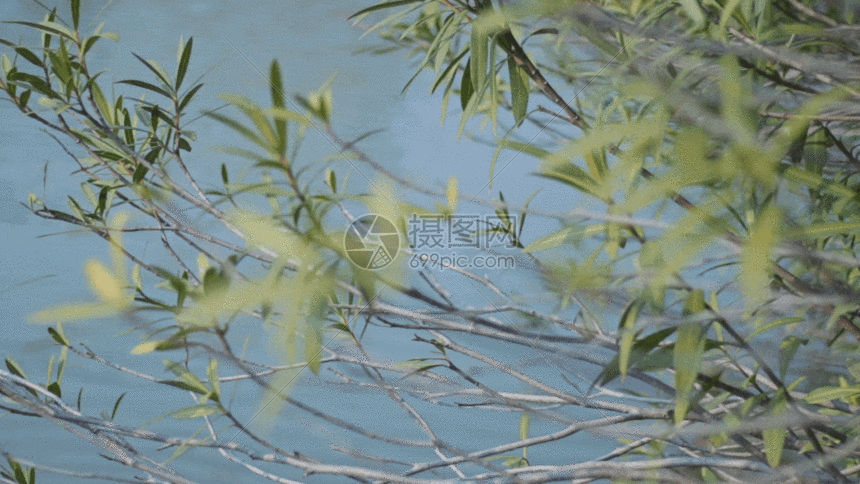 湖边的树枝gif