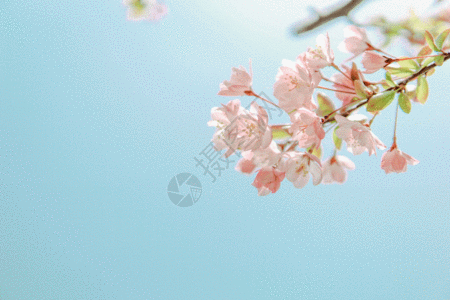 季节樱花飘gif高清图片