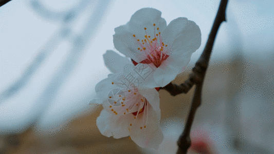 桃花盛开GIF图片