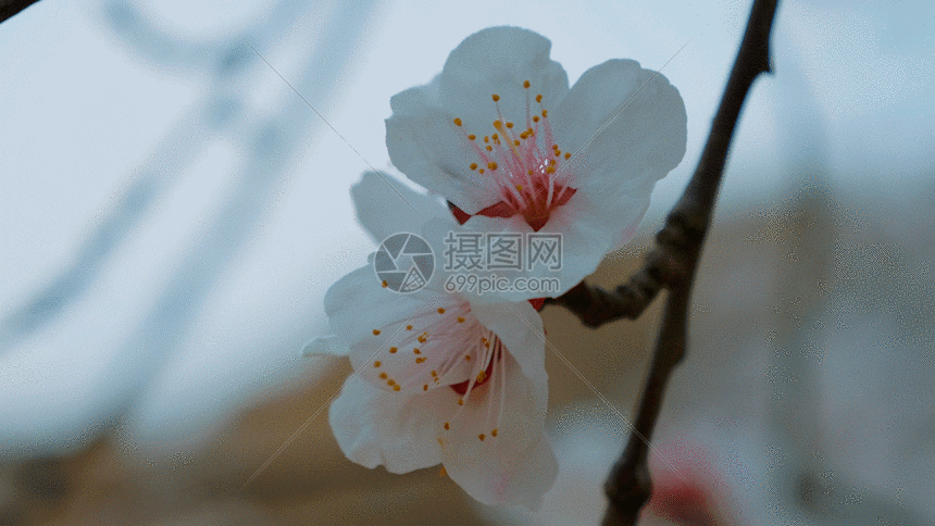 桃花盛开gif动图图片-正版gif素材401075845-摄图网