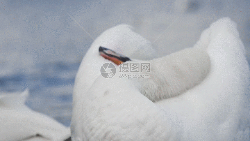 天鹅gif动图图片-正版gif素材401076066-摄图网