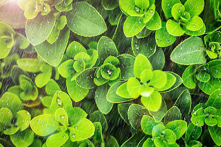 太阳雨下的植物图片