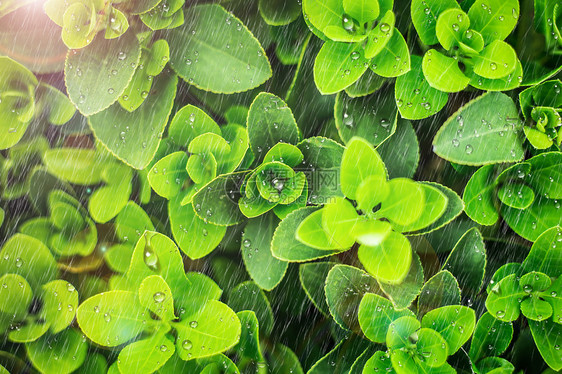 太阳雨下的植物图片