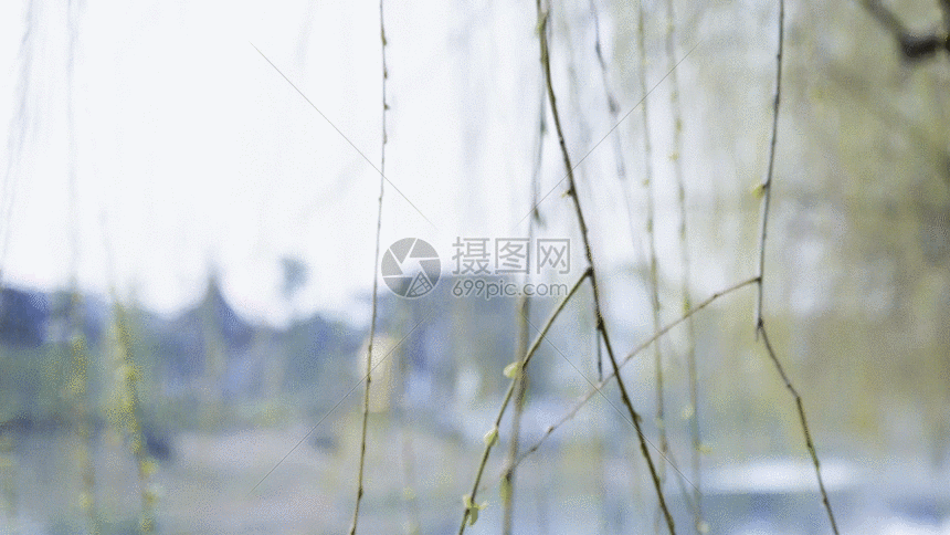 杨柳gif动图图片-正版gif素材401076278-摄图网