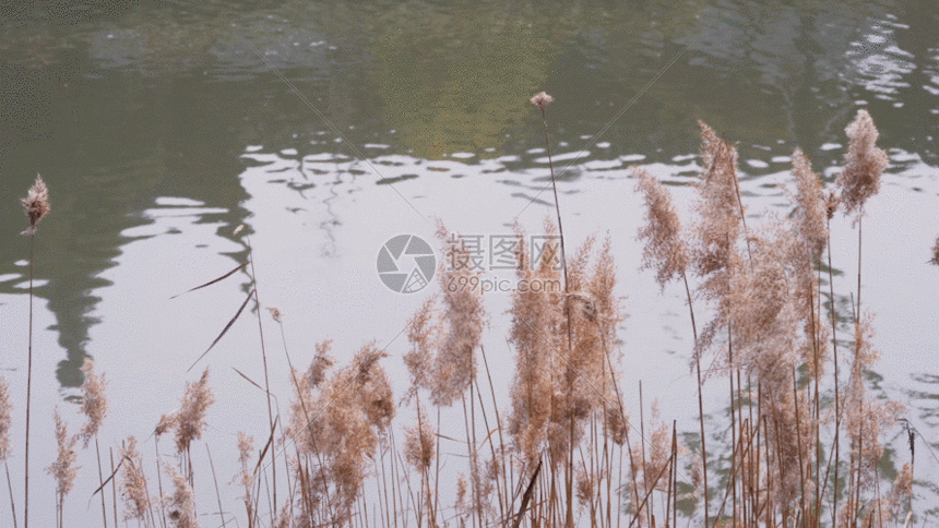 河面花草gif动图图片-正版gif素材401076294-摄图网