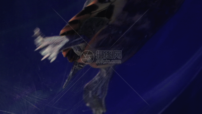 海底乌龟gif