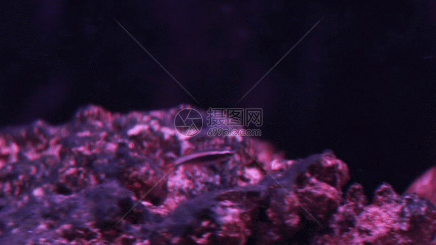 gif动图 实景动图  金鱼gif 最大尺寸889 × 500 字体版权本作品内的