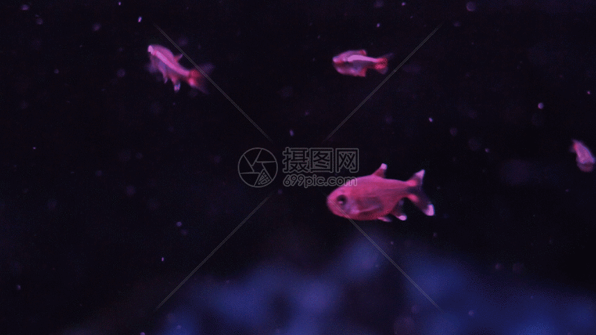 金鱼gif动图图片-正版gif素材401077839-摄图网