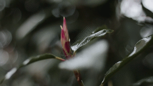 花叶花蕾GIF高清图片