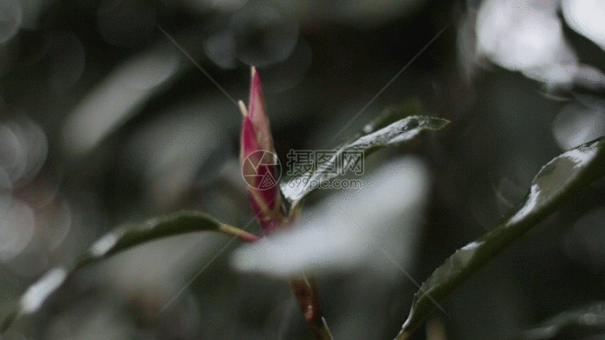 gif动态图片 标题为          花蕾gif,编号: 401077883,格式: gif