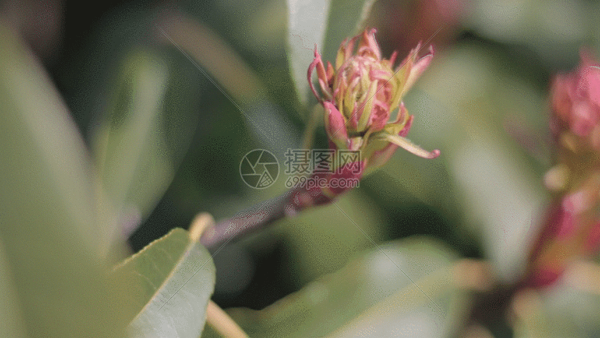 花儿gif动图图片-正版gif素材401077889-摄图网