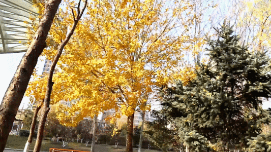 公园树木GIF图片