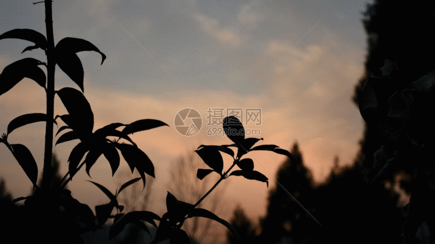 gif动图 实景动图  景物小草剪影gif.gif 860_484