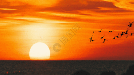 大海落日傍晚海鸟GIF高清图片