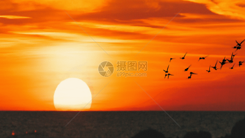 傍晚海鸟gif