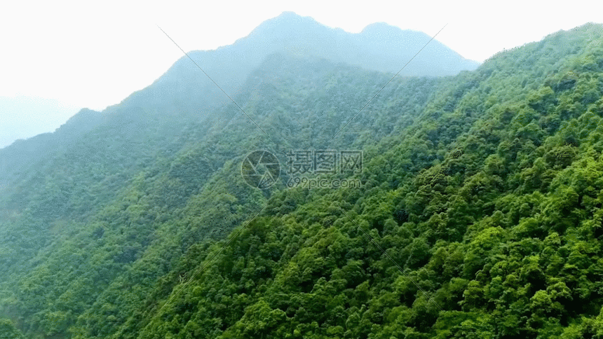 航拍绿树林gif