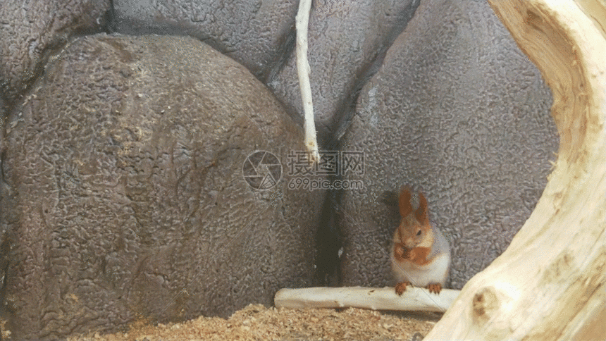 小松鼠吃东西gif