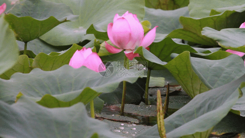 荷花gif动图图片-正版gif素材401079241-摄图网