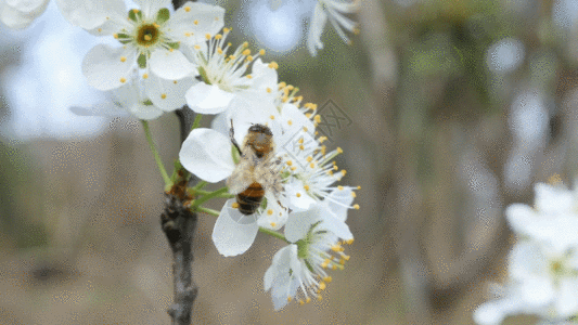 蜜蜂花粉梨花蜜蜂GIF高清图片