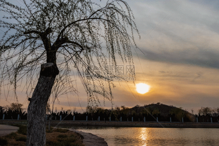 傍晚落日柳树湖边GIF图片