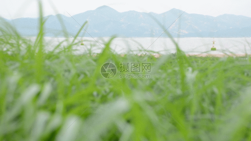海边狗尾巴草gif