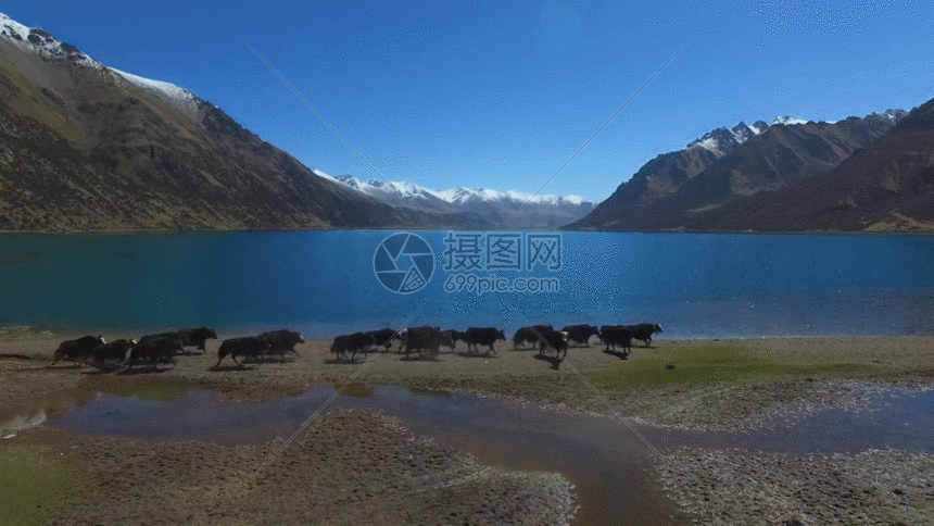 航拍奔跑牦牛gif